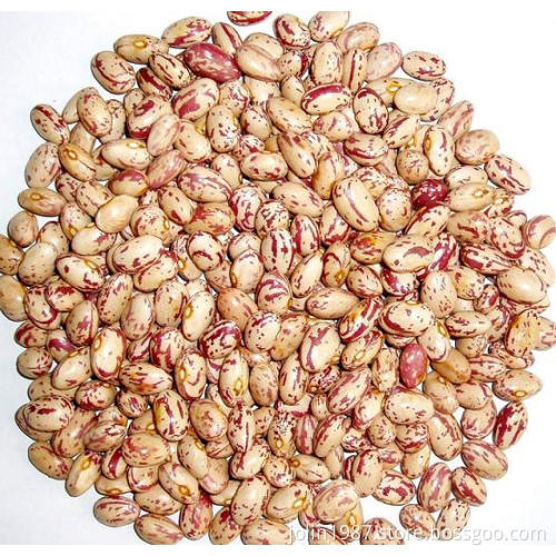 light speckled kidney bean round shape